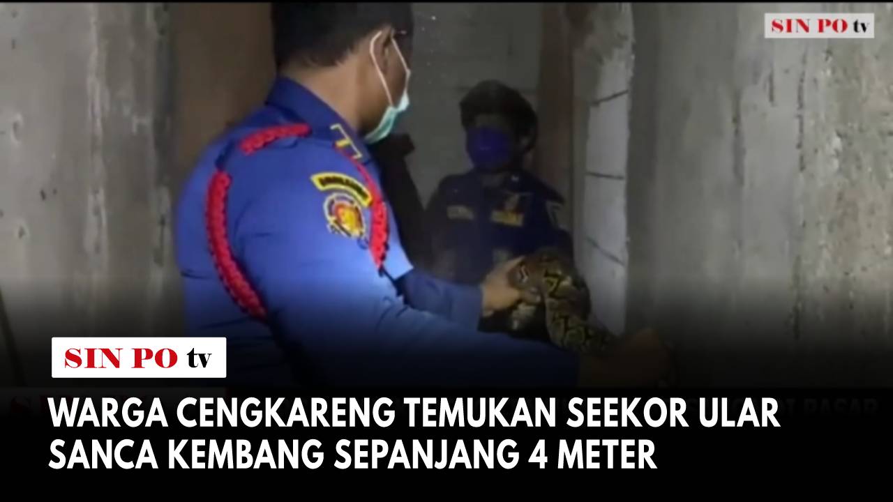 Warga Cengkareng Temukan Seekor Ular Sanca Kembang Sepanjang 4 Meter