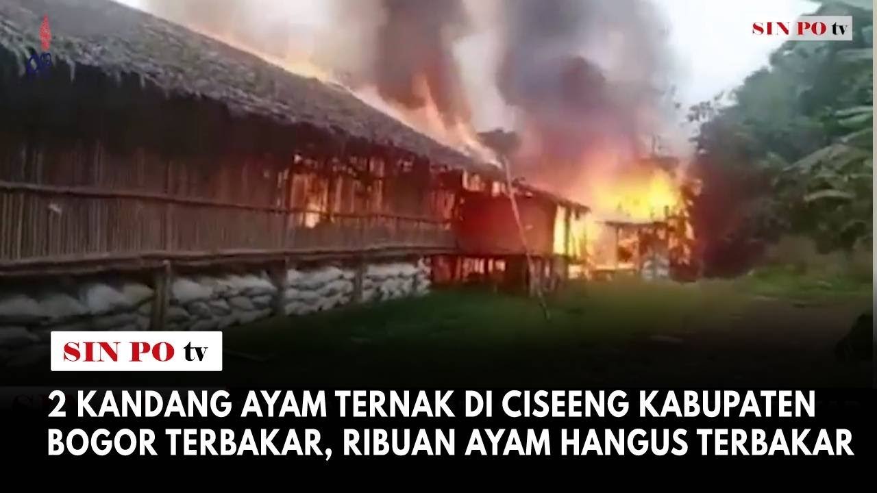 2 Kandang Ayam Ternak Di Ciseeng Kabupaten Bogor Terbakar, Ribuan Ayam Hangus Terbakar