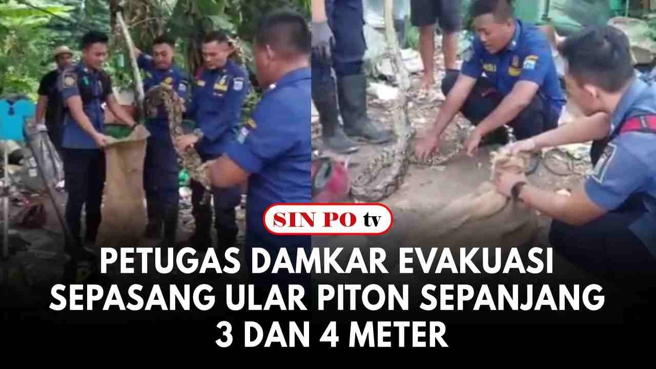 Petugas Damkar Evakuasi Sepasang Ular Piton Sepanjang 3 Dan 4 Meter